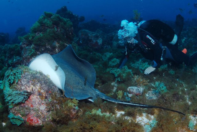 Подводные фотографии одного из самых лучших мест Бразилии ─ архипелага Фернанду-ди-Норонья 