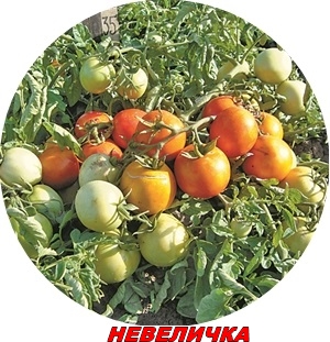 Помидоры-крошки по пять на ладошке дача,огород,томаты
