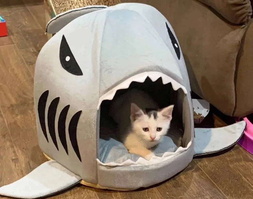 Без кота и жизнь не та