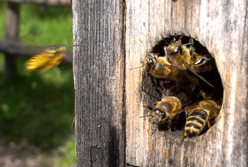 4. Пропуск в улей животные, насекомые, пчёлы, факты