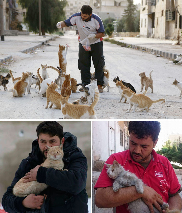 Люди бегут из разрушенного войной Алеппо. Но этот мужчина остался, чтобы заботиться о брошенных кошках Счастливый конец, животные, спасение