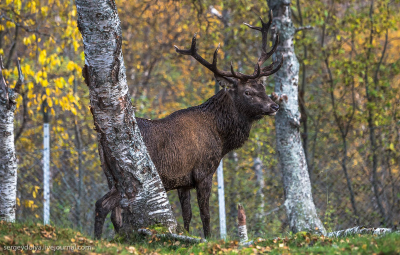 Поцелуй волка животные, норвегия, парк