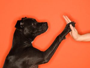 Как приучить собаку к хозяину (дрессировщику)