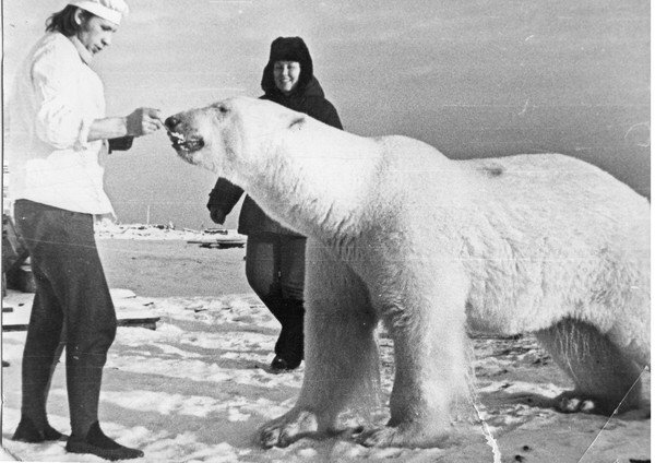 Почему я считаю, что эти фотографии не так милы, как кажется арктика,белые медведи,животные,интересные факты,природа