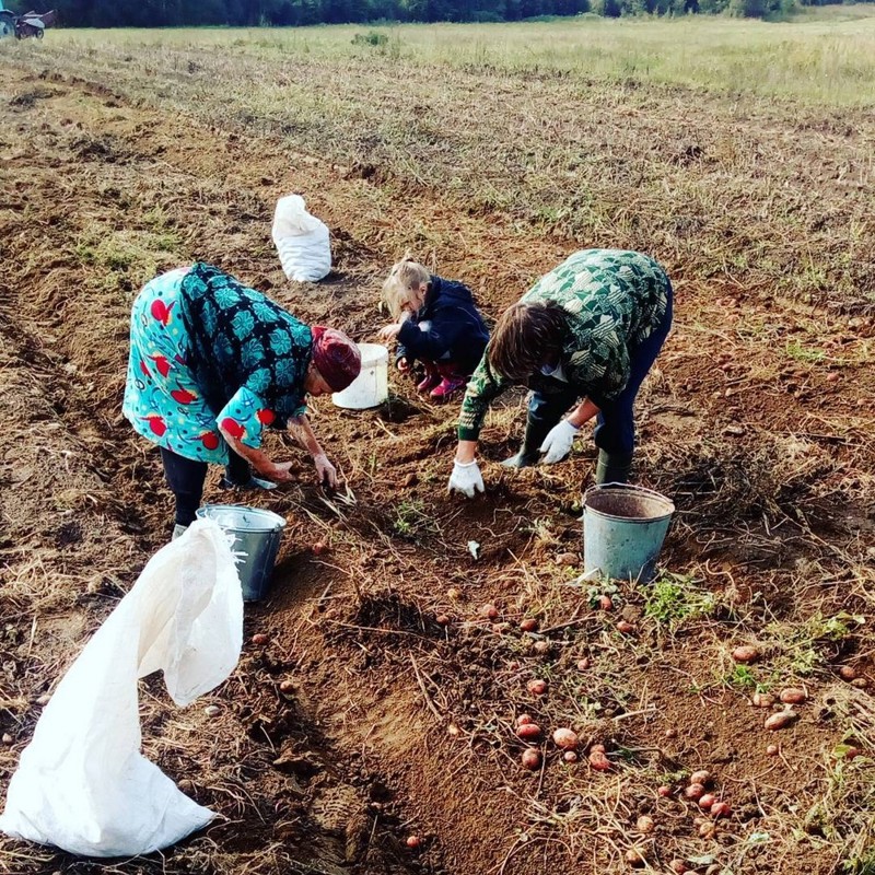 Беларусы капаюць бульбу бульба, работа, соцсети, фото