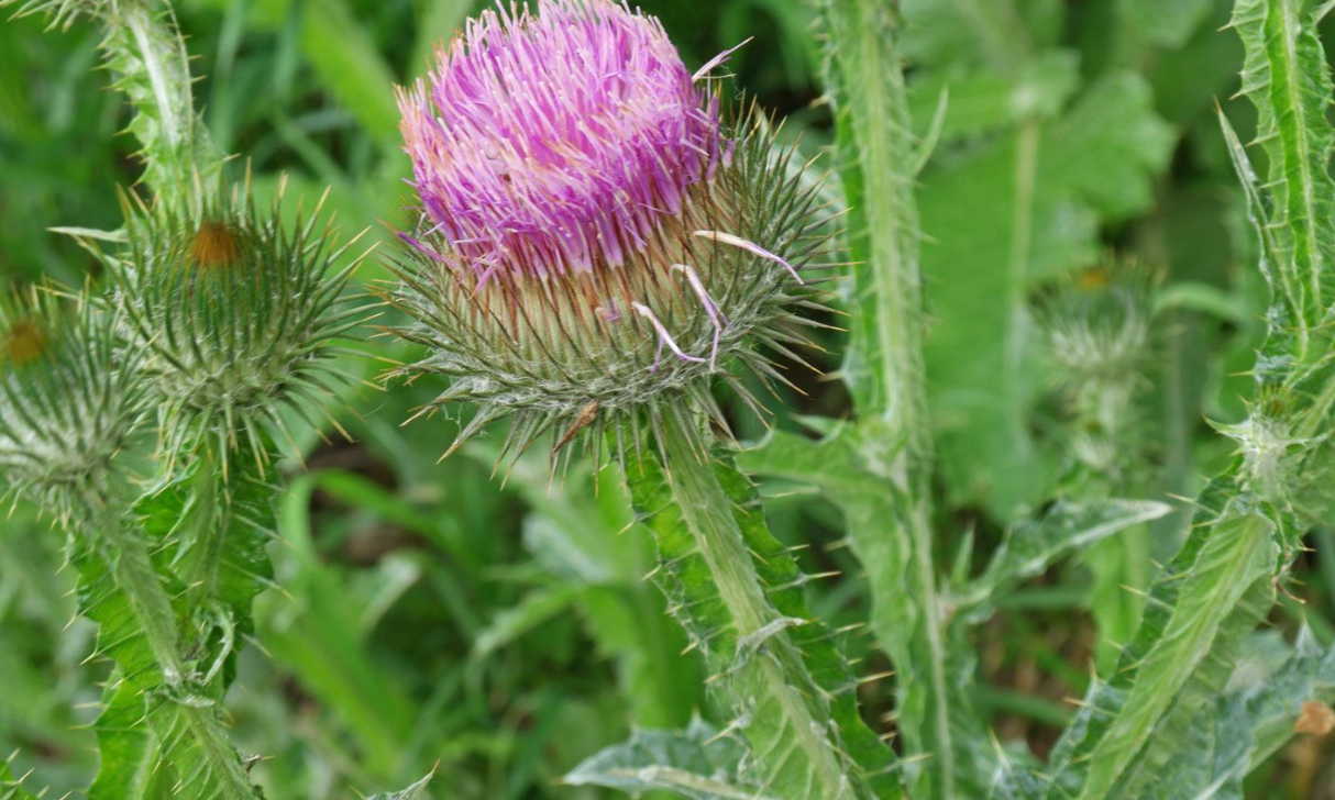 Ни шпор, ни бородавок - эти рецепты помогли сестре и знакомым