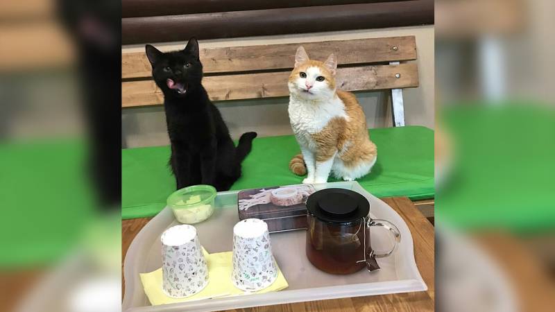 Чай с котом: гости нижегородского кафе уходят домой с питомцами 