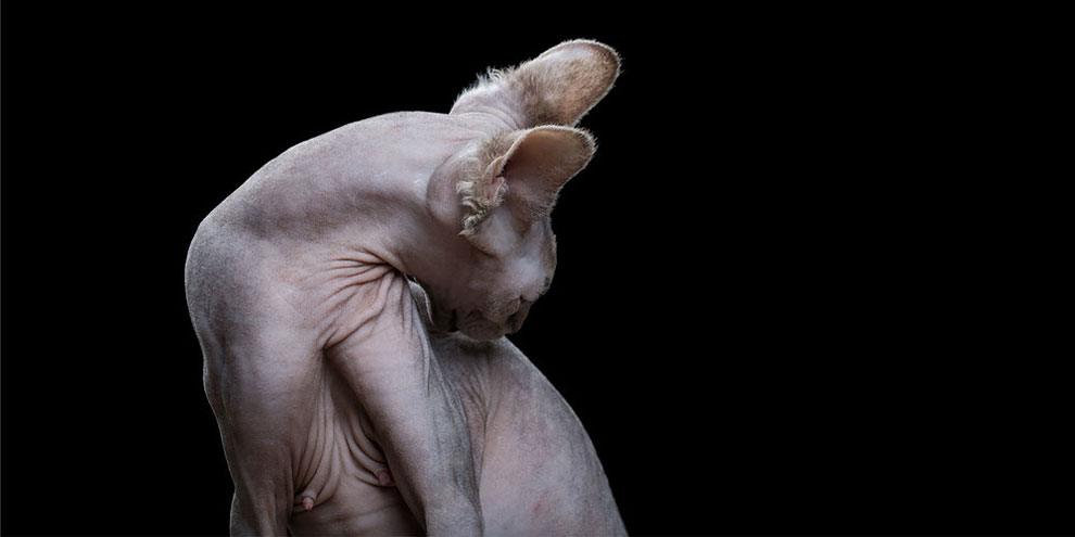 Фотограф снимает примечательные портреты котов, подчеркивающие их личность (20 фото) Фотограф снимает примечательные портреты котов, подчеркивающие их личность (20 фото)