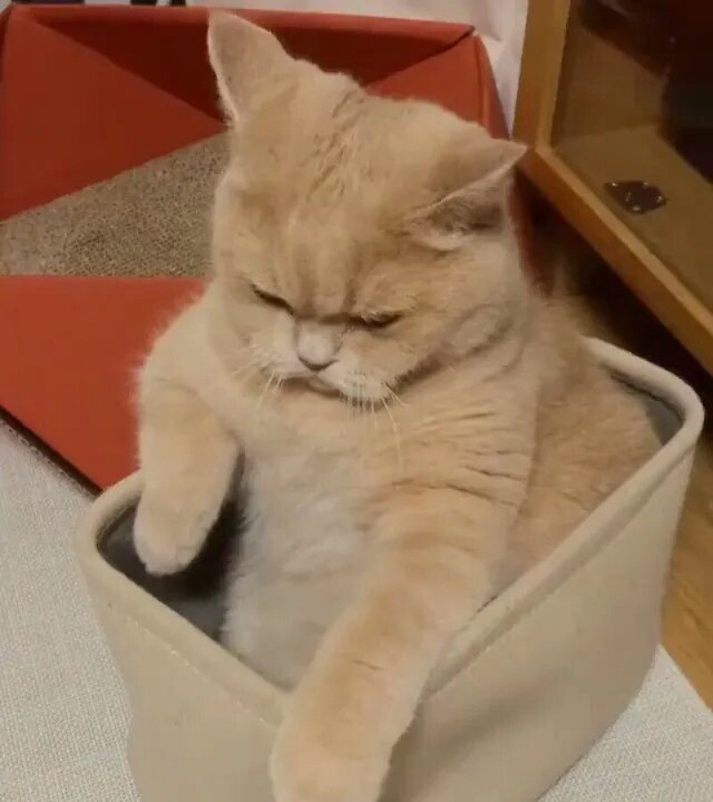 Блог - 14 смешных фото котов, которые обиделись на своих хозяев 14 смешных фото котов, которые обиделись на своих хозяев