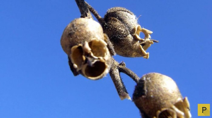 Топ 15: Самые странные растения на Земле (16 фото)