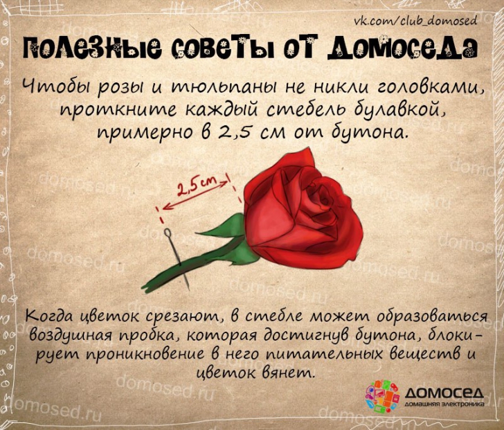кто меня полезные советы про цветы с картинками стоит где-то посередине