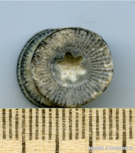 Фото взято с сайта: https://www.ammonit.ru/foto/43781.htm