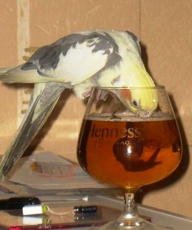 Пьющий попугай — это горе в семье!
