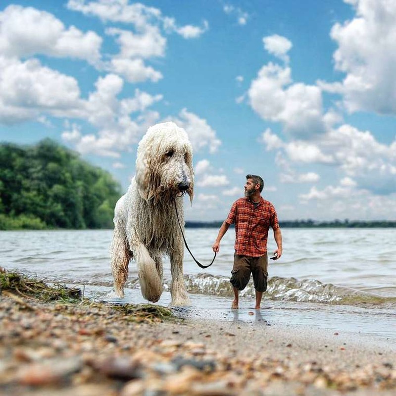 22 забавных фотографии о невероятных приключениях фотографа и его «гигантской» собаки... животные,жизненное,жизнь,звери,курьезы,мир,питомцы,приколы,смешное,собаки,факты,щенки,юмор