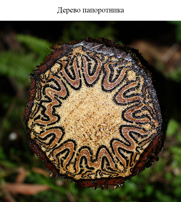 Вещи в разрезе... Вещи в разрезе... из жизни