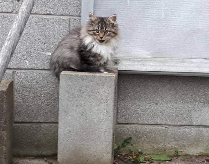 Без кота и жизнь не та
