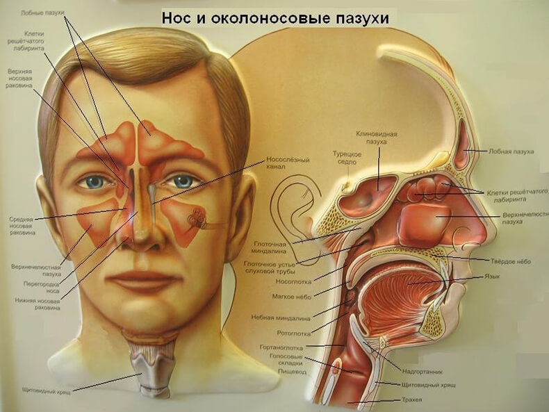 Как почистить пазухи носа!
