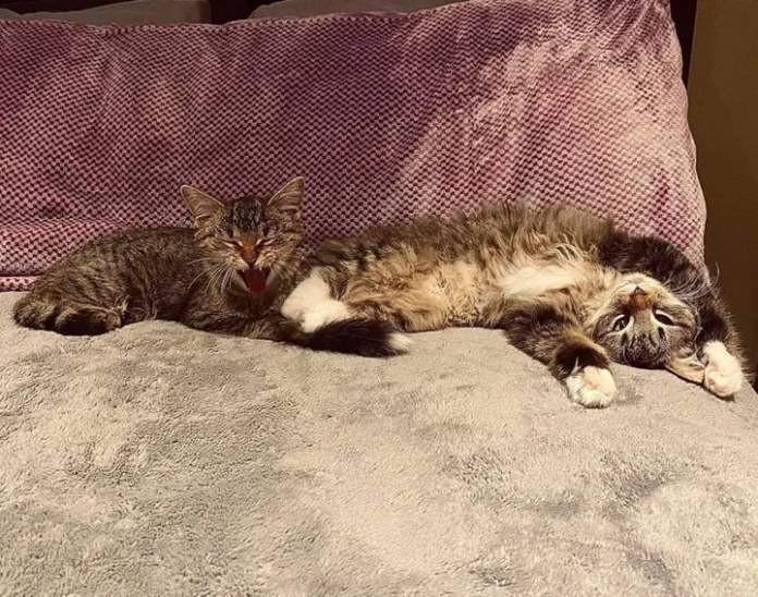 Без кота и жизнь не та