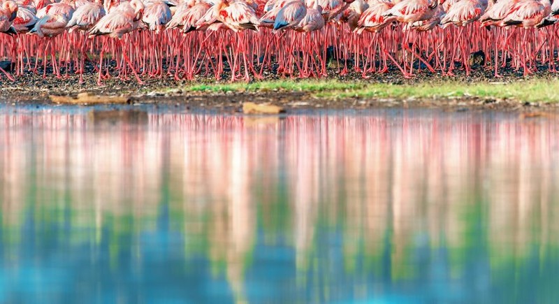 Прекрасные фламинго — одни из самых древних птиц природа, птицы, фламинго