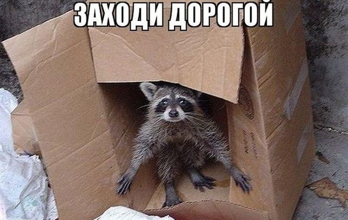 Еноты и не только.. Фото-приколы! Смешные прикольные картинки, фото приколы