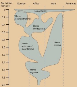 535px-Humanevolutionchart