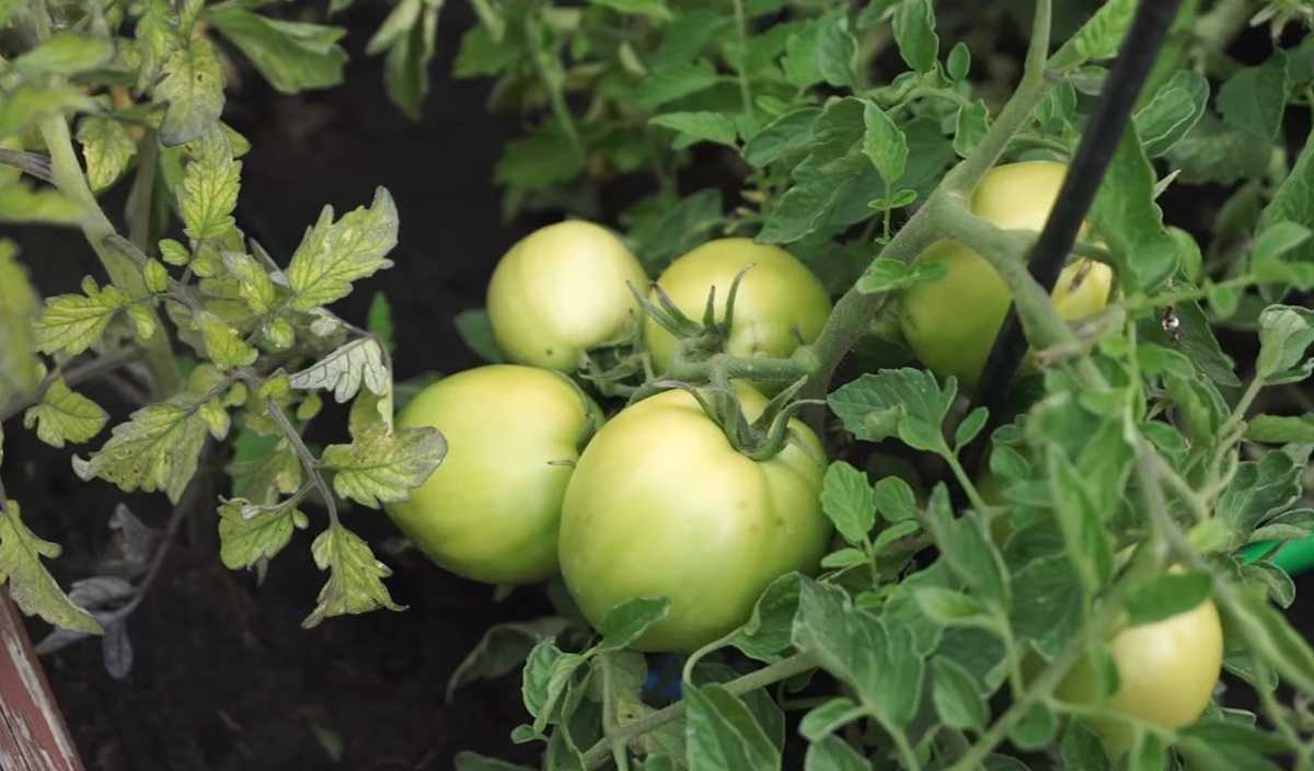 Что вырастет на грядке в середине лета, если осенью закопать помидор в землю