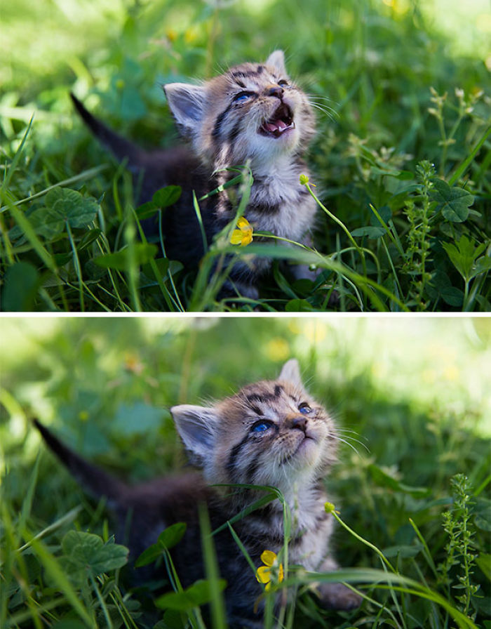 Two Week Old Foster Kitten Meeting The Sun For The First Time