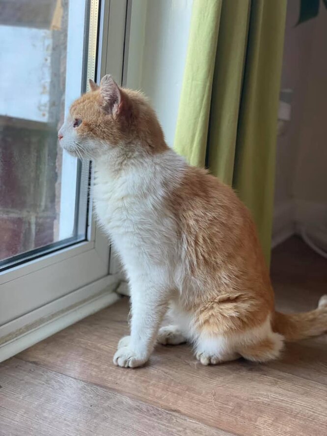 Кот Альфи 
