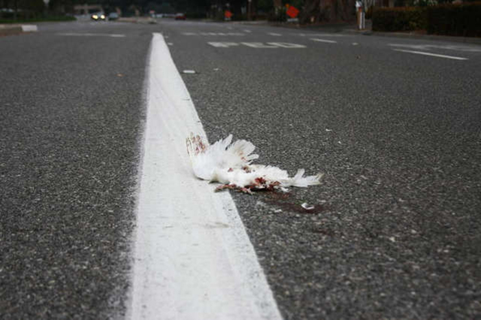 Большинство потерянных белых голубей гибнет.