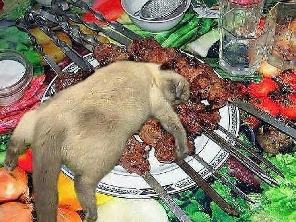 Красивые и редкие животные