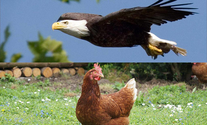 Орел посчитал цыплят легкой целью, но курица встала на защиту и заставила хищника бежать Культура