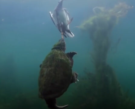 10 самых ненормальных животных животные,интересное