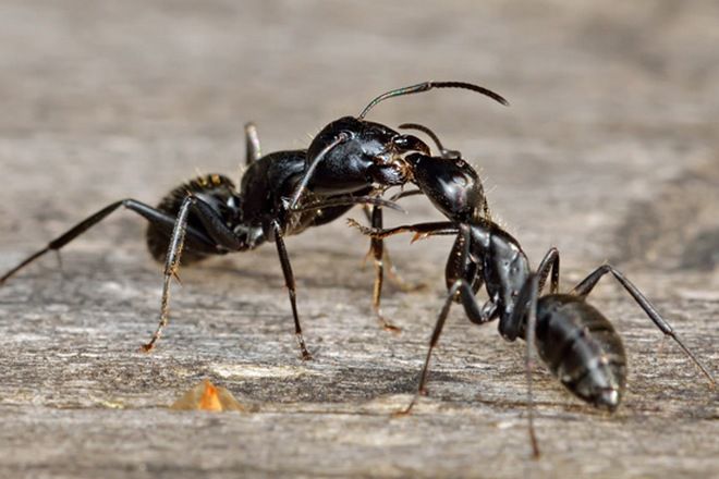 черные муравьи в квартире