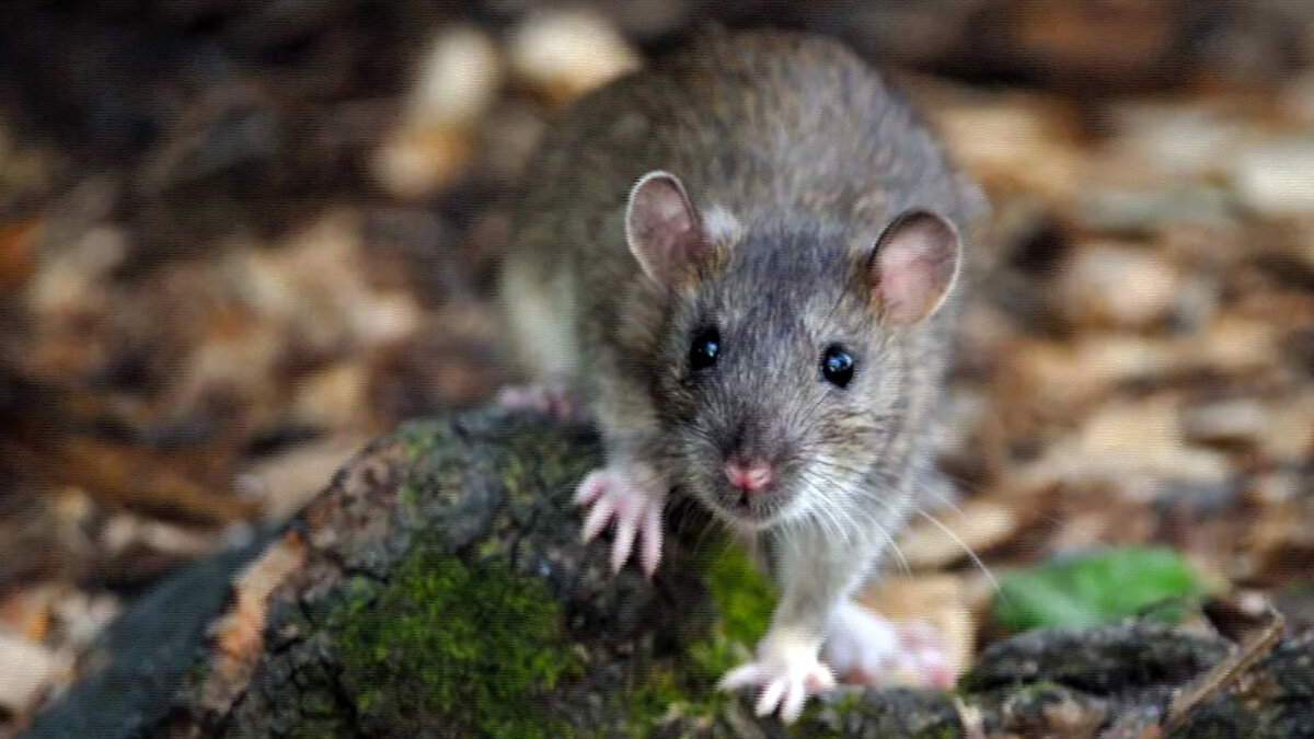 Летающий слон Летающий слон