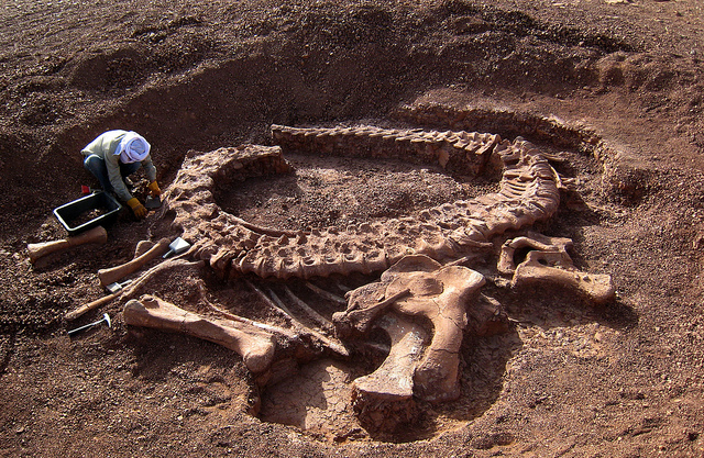 Останки Spinophorosaurus nigerensis, найденные в Африке. (Фото: UNED Universidad Nacional de Educación a Distancia / Flickr.com.) 