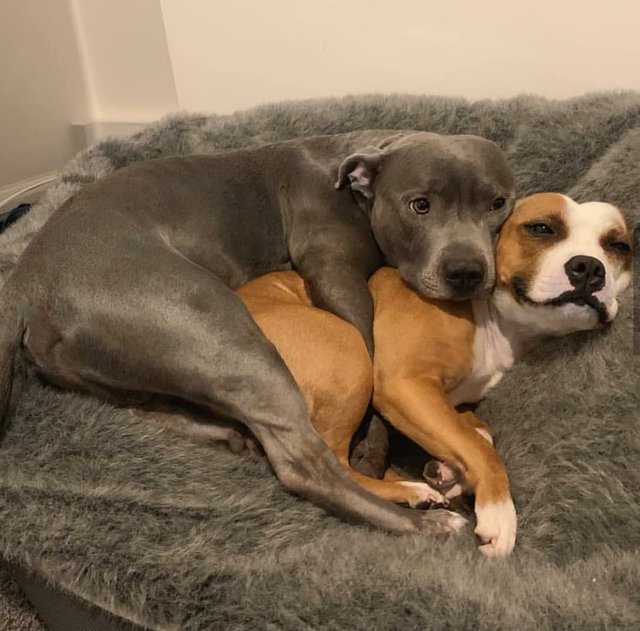 16 мимимишных животных, которые всем поднимут настроение 16 мимимишных животных, которые всем поднимут настроение животные