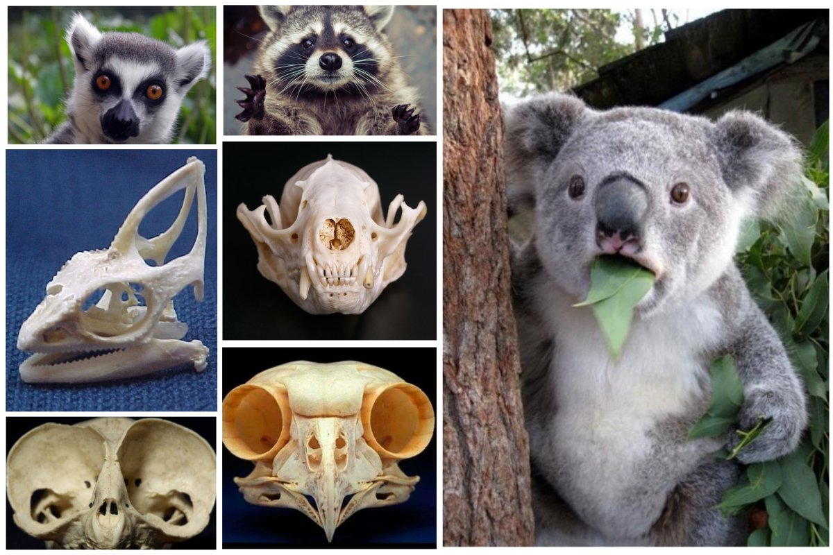 15 милых животных, чьи черепа как будто созданы для фильмов ужасов животные