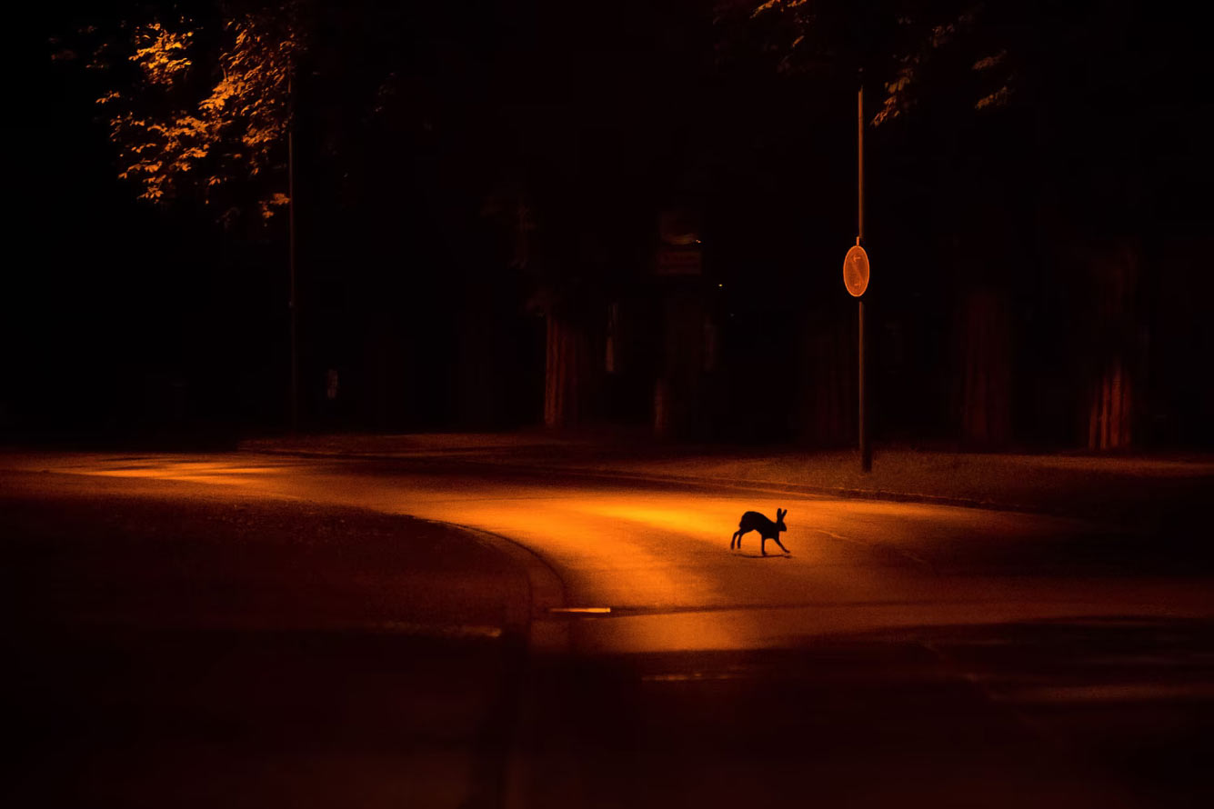 Городской заяц