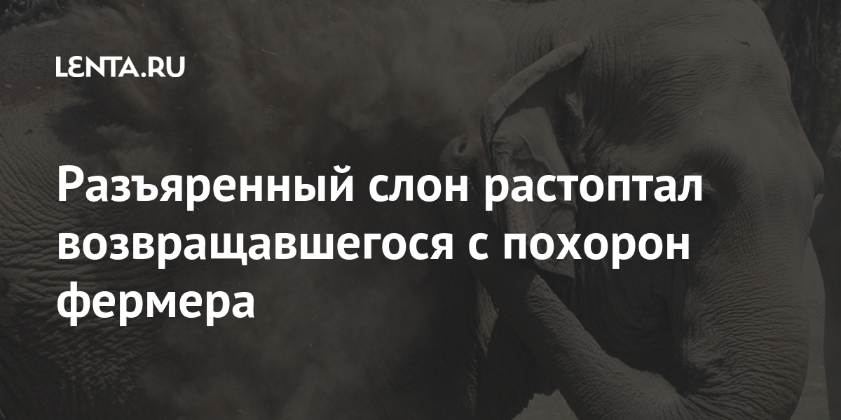 Разъяренный слон растоптал возвращавшегося с похорон фермера растоптал, погибшего, лесного, апреля, рассерженные, животных, Хассане, человека, встретили, гибели, случай, пятый, регионе, агрессивных, местные, проблему, властей, решили, власти, чтобы