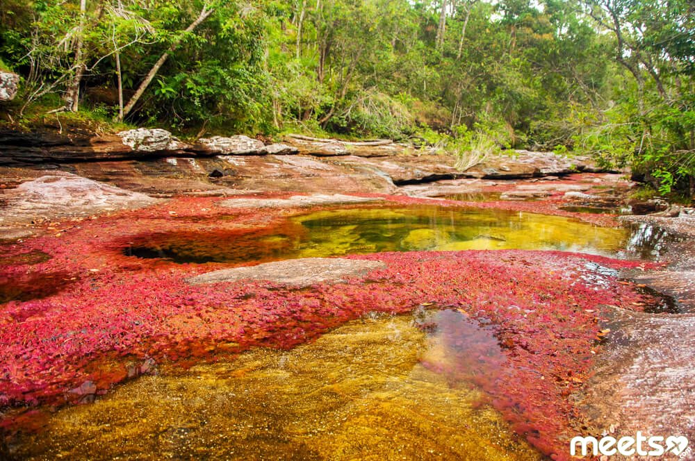 Cagno Cristales