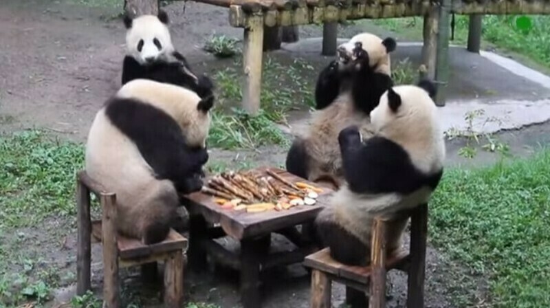 Видео: почему панды кувыркаются и другие интересные факты о пандах