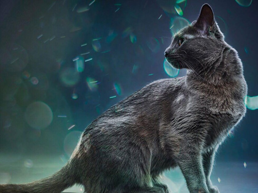 Нестыдные вопросы про аллергию на кошек кошки, кошек, может, аллергена, аллергии, кошка, породы, очень, шерсти, аллергия, слюне, могут, меньше, часто, которых, которые, кошку, поэтому, нужно, животных