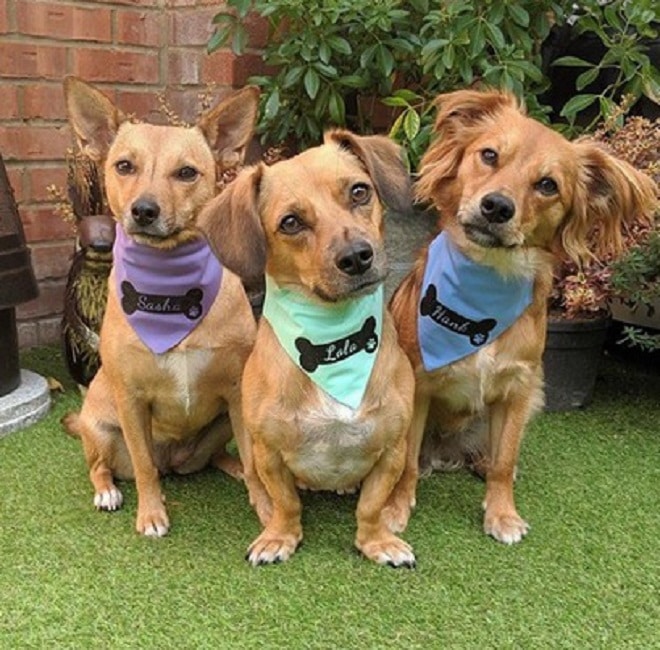 Собаки в платках