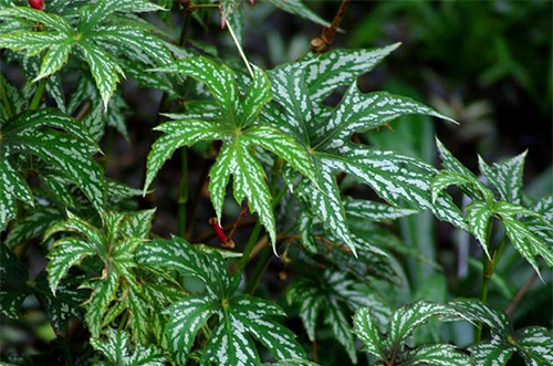 begonia-diadema