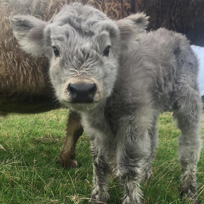 Cute-Baby-Highland-Cattle-Calves