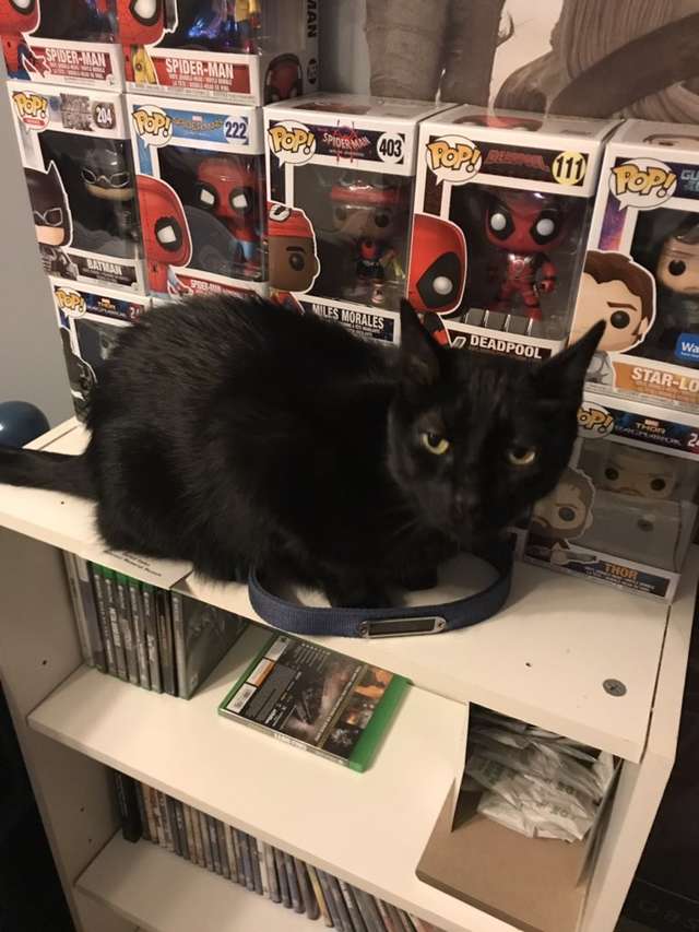 черный кот на столе