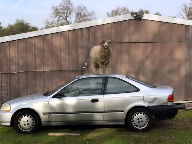 Автомобильные фотоприколы авто, прикол