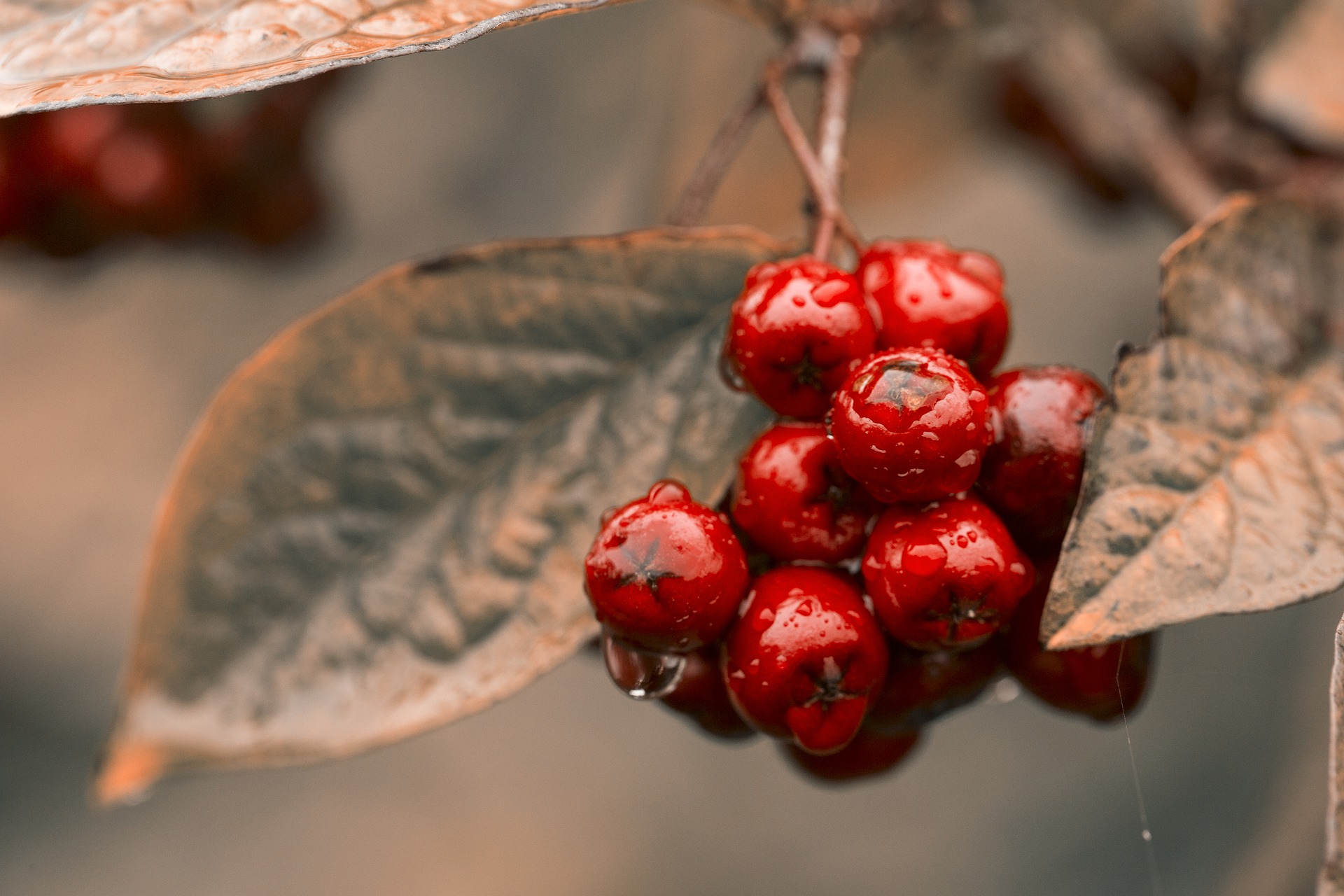 Черноплодная рябина с красными ягодами