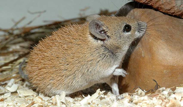 Крысы и ежики тоже иногда влюбляются друг в друга!