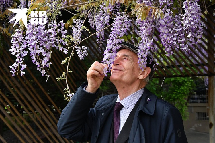 Не стало Василия Ланового - капитана Грея из «Алых парусов», Вронского из «Анны Карениной», Вольфа из «Семнадцати мгновений весны»… 